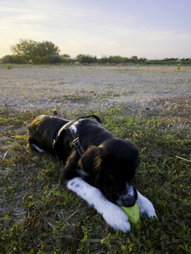 Dog enjoying itself in a forest