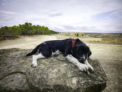 Dog enjoying itself in a forest