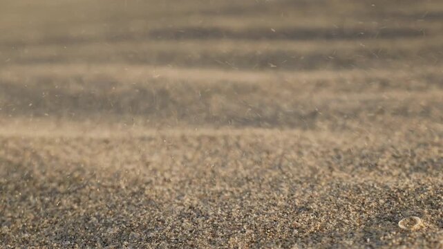 Close-Up of Rippled Sand Surface with Small Shell