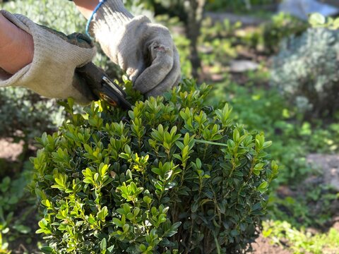 Trimming boxwood bush with garden shears.  Close-up of a hand trimming a boxwood bush with garden shears. Concept of plant care and landscaping.