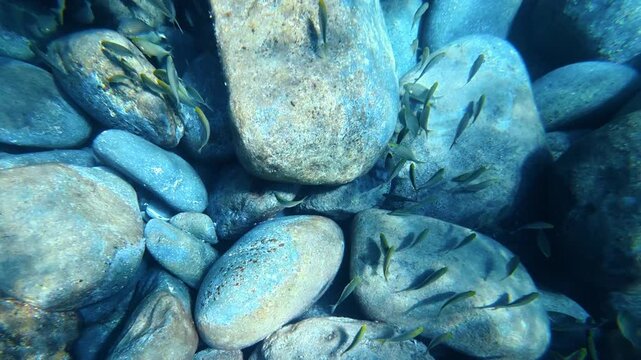 Small fish schooling over a clear seabed of rounded stones. Salema porgy, Sarpa salpa
