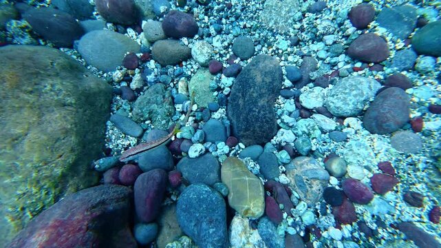 Small fish swimming over a rocky seabed of pebbles. Mullus surmuletus, striped red mullet