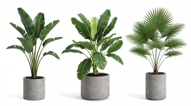 Set of Tropical Plants in Concrete Pots: Banana and Fan Palm Isolated on White Background