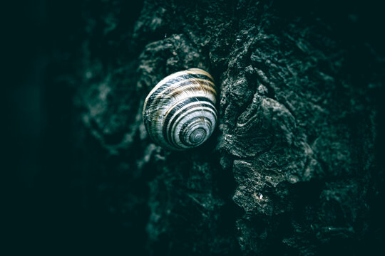 A close up of a snail shell on a tree