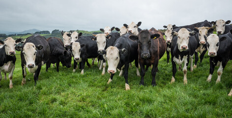 Mob of white face and dairy cross beef cattle yearlings in lush green grass pasture © Nathan McClunie