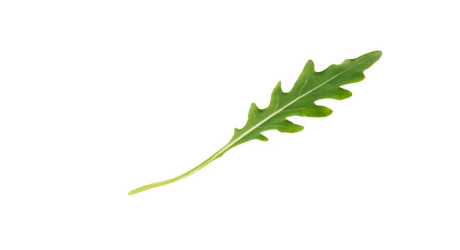 Single fresh green arugula or rocket leaf isolated on a transparent background