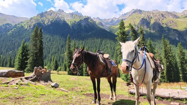 Two Saddled Horses, Xiata Valley, Xinjiang Province, China