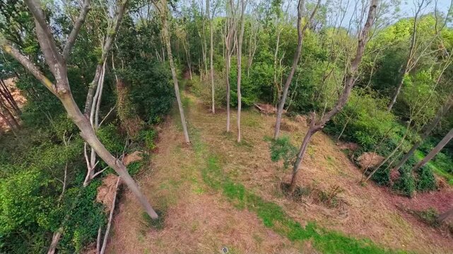 Trees stand tall, casting shadows over earthy ground. Greenery thrives around a patch of cleared earth. Winding path meanders through the forest floor. Rigsby Woods, Lincolnshire, UK