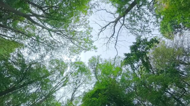 Dense forest canopy frames a soft, sunlit sky. Green leaves rustle gently in the breeze. Trees stretch upward, forming a natural cathedral. Rigsby Woods, Lincolnshire, UK