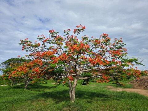 Royal poinciana tree with blooming red flowers on green grass under the cloudy sky.