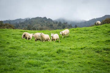 Obraz premium flock of sheep and lambs in green pasture
