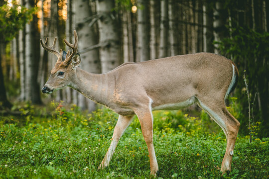 Young deer walking through a forest of tall trees and lush greenery in summer