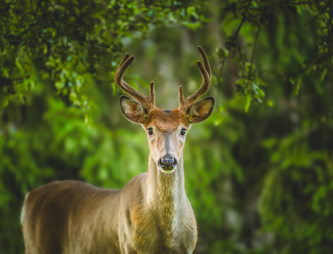 Buck with antlers stands still in a lush green forest during daylight hours
