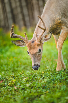 Young deer grazing on lush green grass in a quiet forest setting during the day