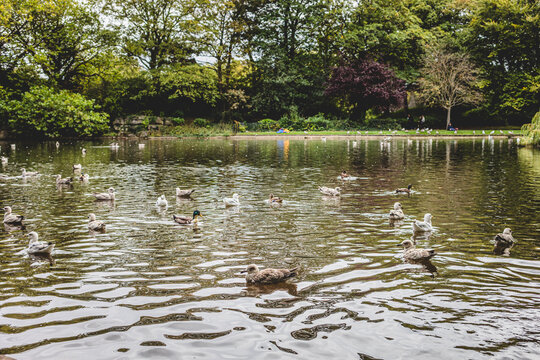 Scenic Pond with Ducks and Birds in Urban Park