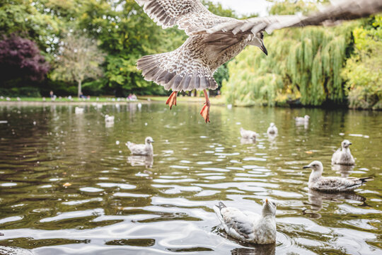Bird Flying Low Over Pond Water in Park