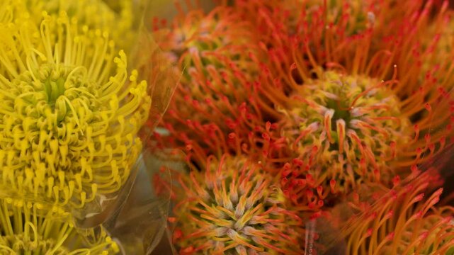 Fresh Yellow and Orange Pincushion Protea Flowers Wrapped in Plastic