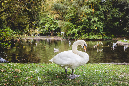 White Mute Swan Standing on Grass Near Pond