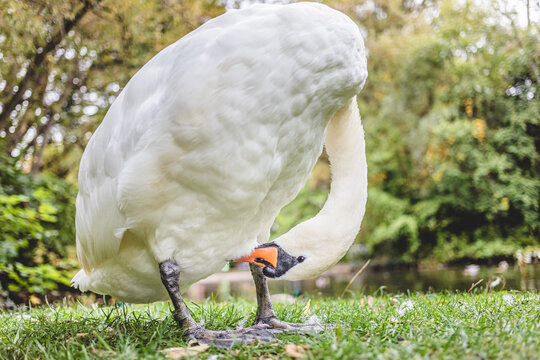 Mute Swan Preening Feathers on Grass Bank