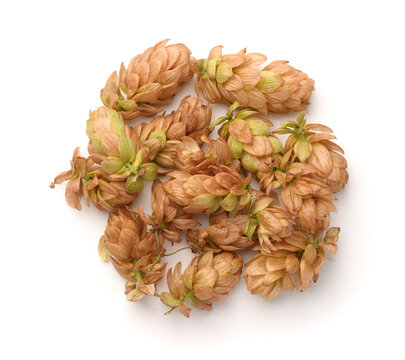 Top view of dry hop cones