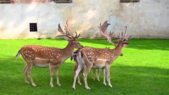 Male fallow deer (Dama dama) with large velvet antlers standing on a bright green lawn near a stone building wall. Beautiful spotted wild stags in a peaceful estate park or sanctuary setting.