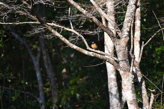 冬の森の木にとまる美しい野鳥