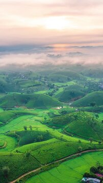 Vertical video, Time lapse Aerial view of   tea plantation at Long Coc tea hill, Phu Tho province, Vietnam