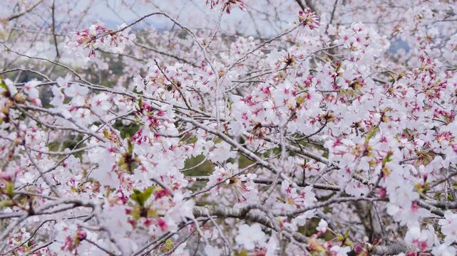 桜