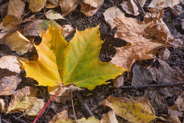 Fallen maple leaves showing different stages of autumn decay and fading on forest ground. © Svetlana Khor