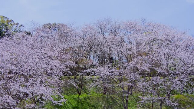 桜