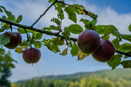 Reife &Auml;pfel am Apfelbaum bei Grandsberg in Niederbayern