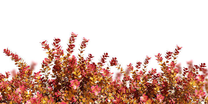 Red autumn bush shrub framing bottom border isolated on transparent background
