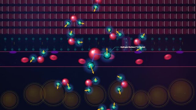 Educational animation of resonant spin dynamics showing nuclear magnetic resonance physics with larmor precession zeeman splitting transverse dephasing and proton density contrast mapping