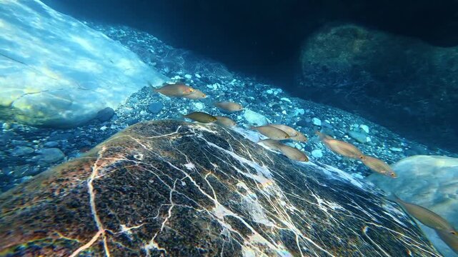 School of fish swimming over rocky seabed. Salema porgy, Sarpa salpa