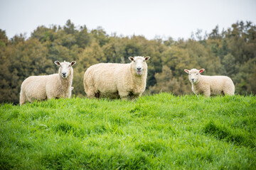 Obraz premium flock of sheep in green pasture