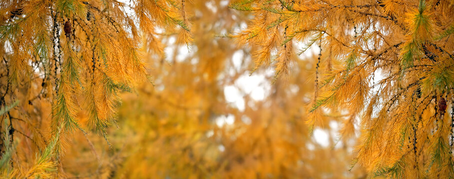 Beautiful larch tree at autumn season. larch tree branches with yellow foliage-needles and cones close up, abstract natural forest background. Beginning of fall time. banner