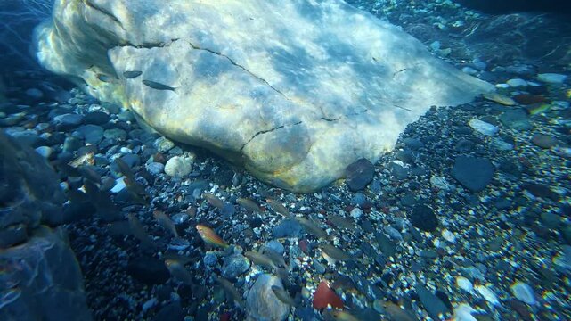 School of small fish around underwater boulders. Salema porgy, Sarpa salpa