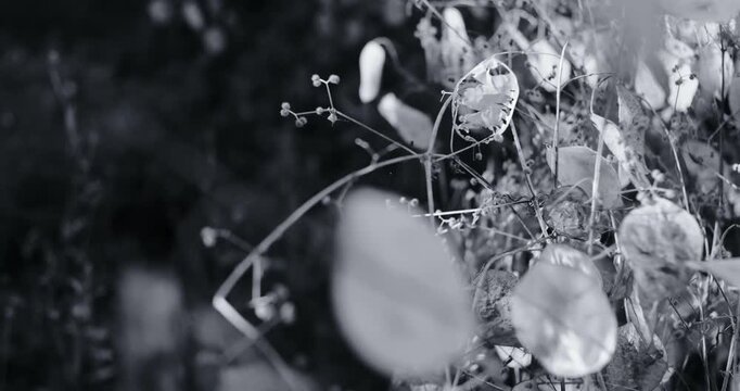 Cinematic close-up of dry lunaria seed pods swaying in the dark. High contrast black and white footage of translucent silver dollar plant in a moody, mysterious nighttime garden.