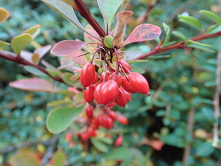red berry on a green tree branch in autumn © luciezr