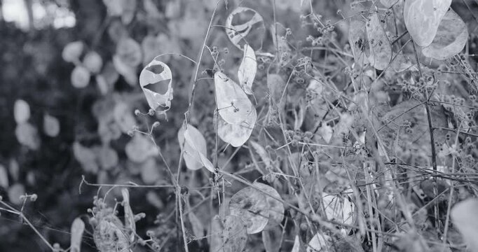 Cinematic close-up of dry lunaria seed pods swaying in the dark. High contrast black and white footage of translucent silver dollar plant in a moody, mysterious nighttime garden.