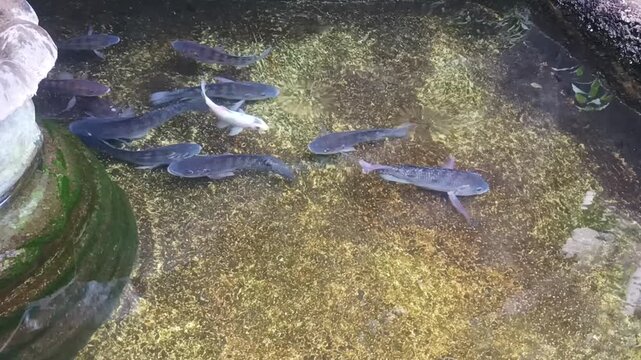 School of fish swimming in a clear shallow pond with mossy stones and a water feature decoration