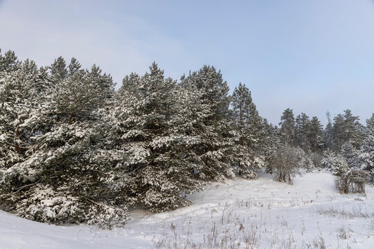territory of the swamp and forest covered with snow and snowdrifts, beautiful winter nature after a snowfall with snowdrifts and coniferous trees