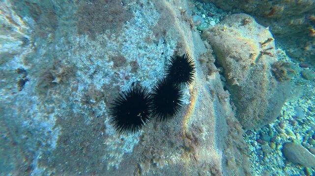Black sea urchins on rocky seabed