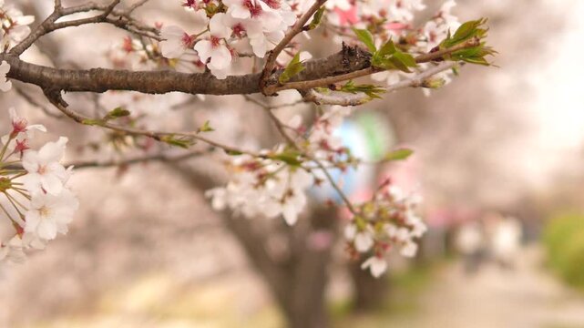Cherry blossom branch above a softly blurred spring pathway