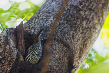 An Asian glossy starling with striking red eyes peeking out from a tree hollow © JW614