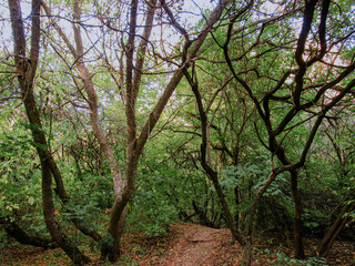 trees in the forest © Starlit