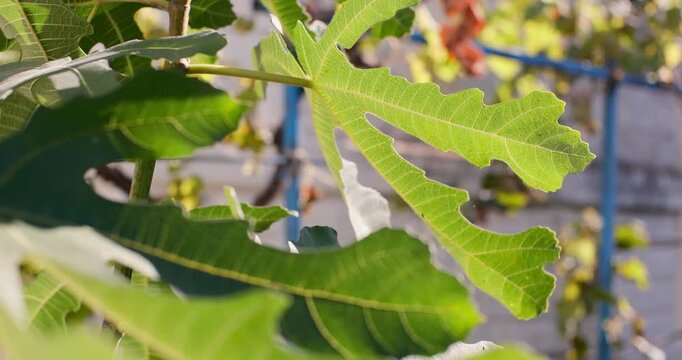 Cinematic close-up of green fig tree leaves gently swaying in the breeze under warm sunlight. Detailed macro shot of fresh summer foliage in a peaceful garden with a blurred background.