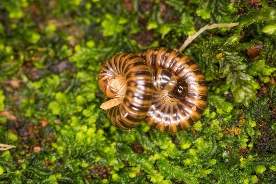 Close up of Eumastigonus, a native millipede endemic to New Zealand, known for breaking down rotting organic matter in forest ecosystems