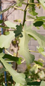 Cinematic close-up of green fig tree leaves gently swaying in the breeze under warm sunlight. Detailed macro shot of fresh summer foliage in a peaceful garden with a blurred background.