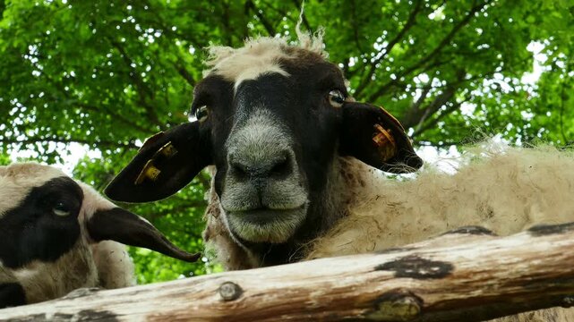 Low angle close up of two domestic sheep standing behind a wooden corral fence in a mountain fold. Cute ewes looking over the barrier from a lower viewpoint on a sunny daytime.